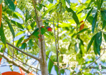 Red-flanked Lorikeet
