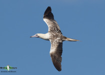 Red-footed Booby