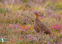 Red Grouse
