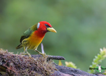 Red-headed Barbet