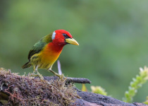 Red-headed Barbet