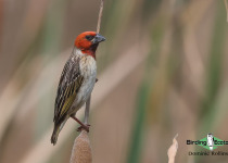 Red-headed Quelea