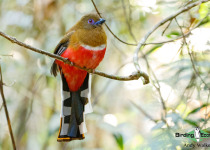 Red-headed Trogon