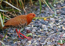 Red-legged Crake