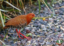 Red-legged Crake