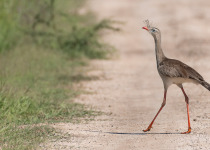 Red-legged Seriema