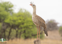 Red-legged Seriema