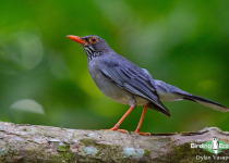 Red-legged Thrush