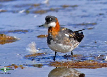Red-necked Phalarope