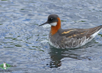 Red-necked Phalarope