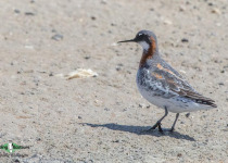 Red-necked Phalarope