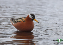 Red Phalarope