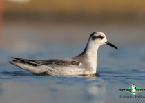 Red Phalarope