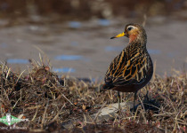 Red Phalarope