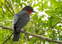 Red-ruffed Fruitcrow