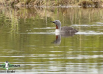 Red-throated Loon