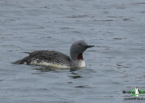 Red-throated Loon