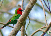 Red-throated Parrotfinch