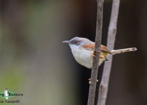 Red-winged Prinia