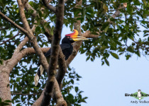 Rhinoceros Hornbill