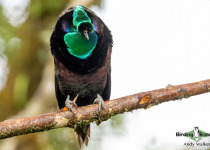 Ribbon-tailed Astrapia