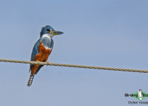 Ringed Kingfisher