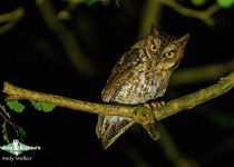 Rinjani scops owl
