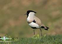 River Lapwing