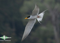 River tern