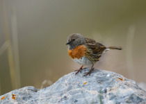 Robin Accentor