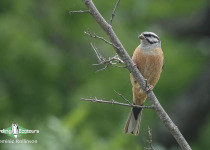 Rock Bunting