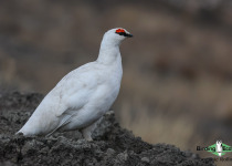 Rock Ptarmigan