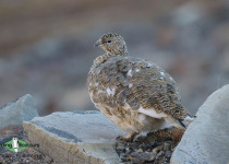 Rock Ptarmigan