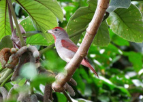 Rose-throated Tanager