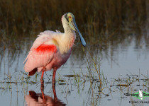 Roseate Spoonbill