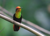 Ruby-topaz hummingbird