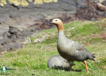 Ruddy-headed Goose