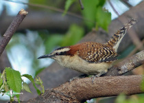 Rufous-backed Wren