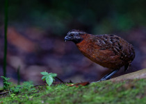 Rufous-breasted Wood Quail