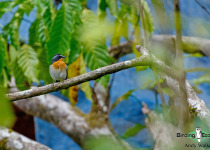 Rufous-chested Flycatcher