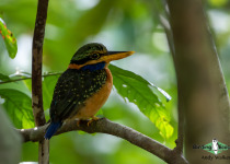 Rufous-collared Kingfisher