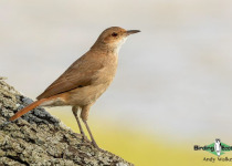 Rufous Hornero