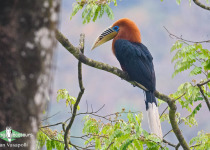 Rufous-necked hornbill