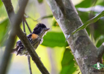 Rufous-sided Broadbill