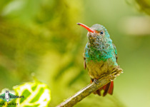 Rufous-tailed hummingbird