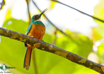 Rufous-tailed Jacamar