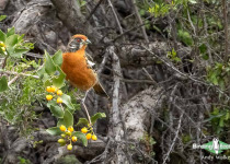 Rufous-tailed Plantcutter
