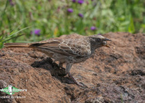 Rufous-tailed Weaver