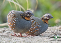 Rufous-throated Partridge