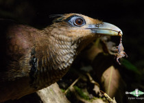 Rufous-vented Ground Cuckoo
